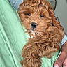 Milo is registered to the contest to win money with this photo: puppy, dog, curly_hair, brown, pet, cute, hand, nail_art, jacket, quilted, green, fur, closeup, indoor, portrait, animal, young_dog, snuggling, domestic_animal, companion