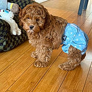 Milo is registered to the contest to win money with this photo: puppy, dog, brown, curly_fur, diaper, blue, patterned, wooden_floor, plush_toy, blanket, indoor, pet, cute, small_dog, fur, animal, home, flooring, young, domestic_animal