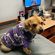 Mr.bentley is registered to the contest to win money with this photo: dog, small_dog, purple_shirt, clothing, pet, medical_office, vet_office, computer_monitor, phone, table, fur, ears, tongue, leash, counter, sink, container, documents, cute, animal