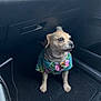 dog, small_dog, floral_shirt, car_interior, floor_mat, pet, cute, animal, looking_away, brown_dog, short_fur, sitting, car_door, car_seat, indoor, companion, domestic_animal, alert, adorable, pet_clothing