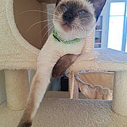 Simba participe au concours pour gagner de l'argent avec cette photo : cat, siamese_cat, cat_tree, feline, indoor, pet, blue_eyes, stretching, collar, fur, whiskers, relaxed, cute, animal, mammal, home, cozy, resting, paw, playful