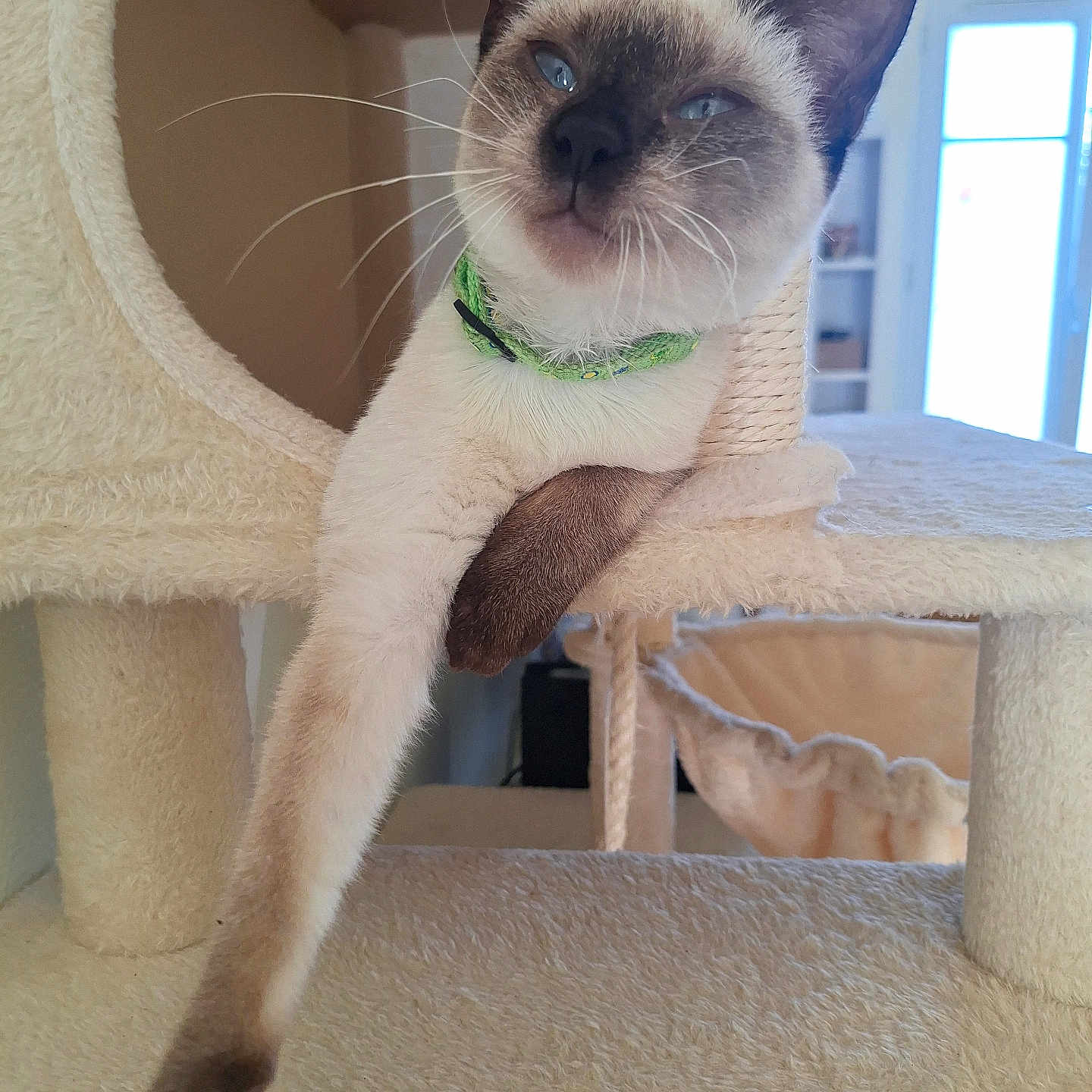 Simba