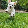 dog, white_dog, running, grass, outdoor, happy, pet, playful, forest, park, nature, animal, canine, summer, daytime, ears_up, tongue_out, active, cute, fluffy