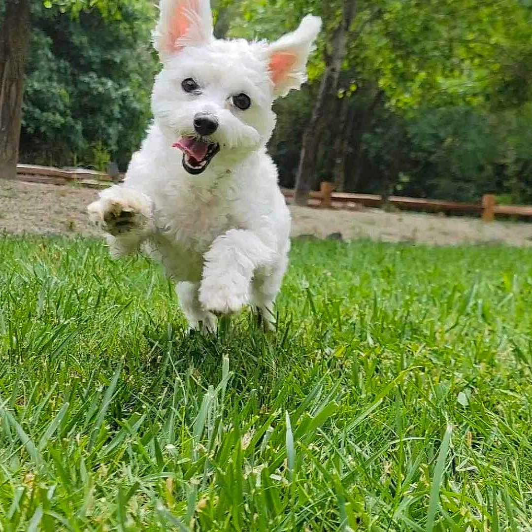 Minnie