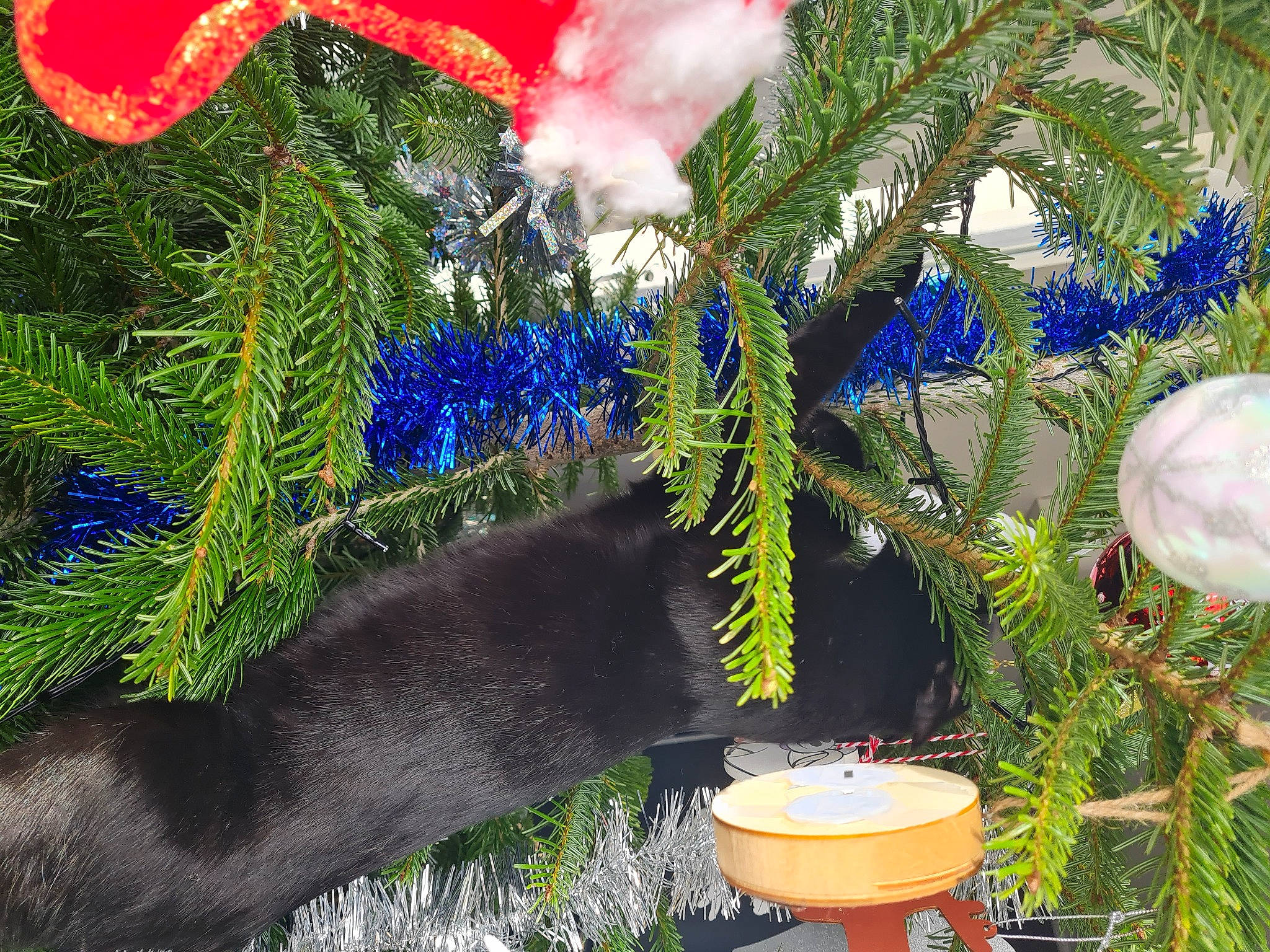 Miki participe au concours pour gagner de l'argent avec cette photo : biome, botany, christmas_decoration, conifer, electric_blue, environmental_art, event, evergreen, feather, flowerpot, grass, holiday_ornament, landscape, leaf, nature, plant, pole, shrub, terrestrial_plant, vegetation