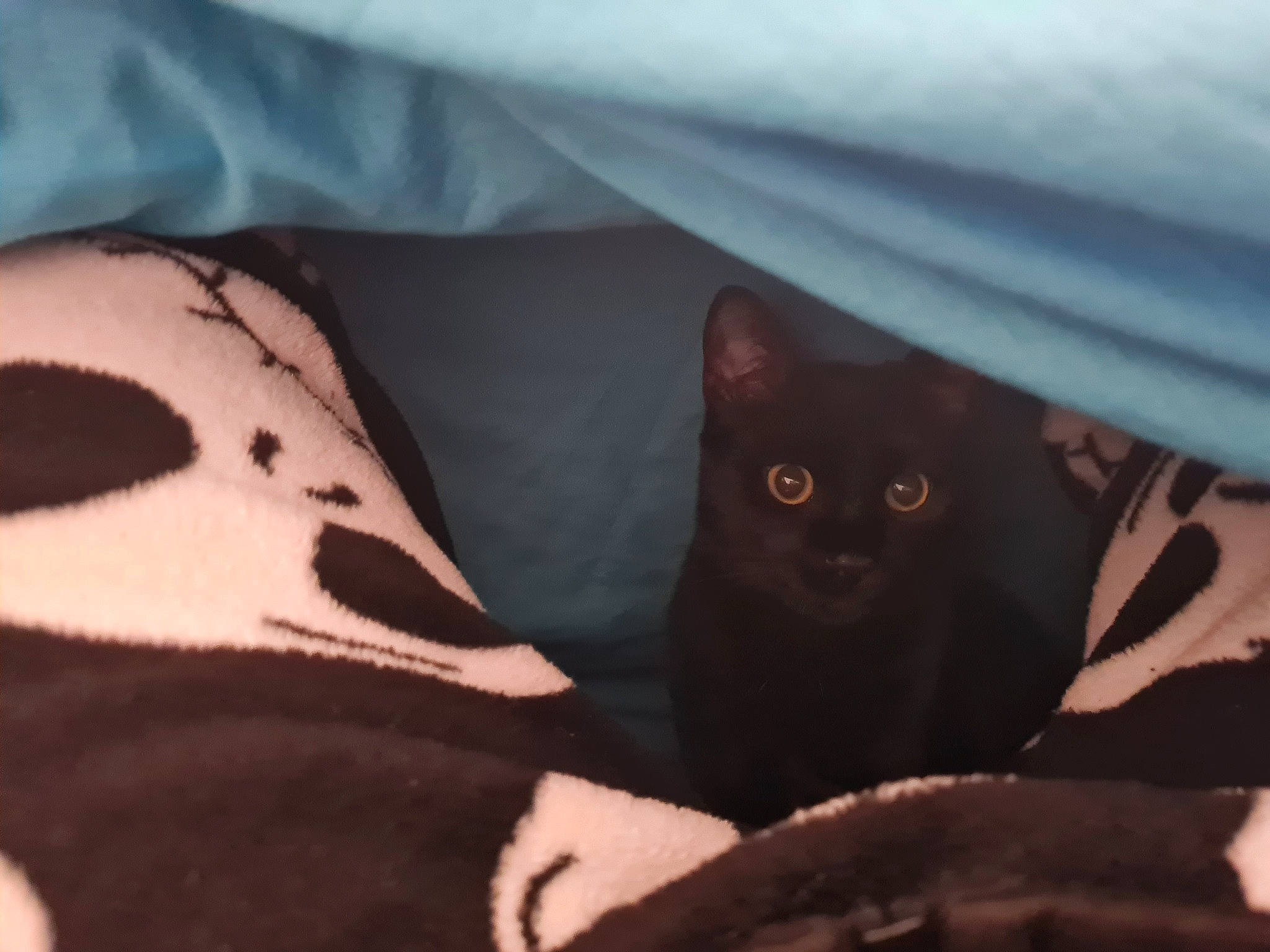 Miki participe au concours pour gagner de l'argent avec cette photo : bedding, black_cat, brown, carnivore, cat, cat_bed, comfort, domestic_short_haired_cat, felidae, fur, grey, linens, pattern, pillow, room, small_to_medium_sized_cats, snout, tints_and_shades, whiskers, wood