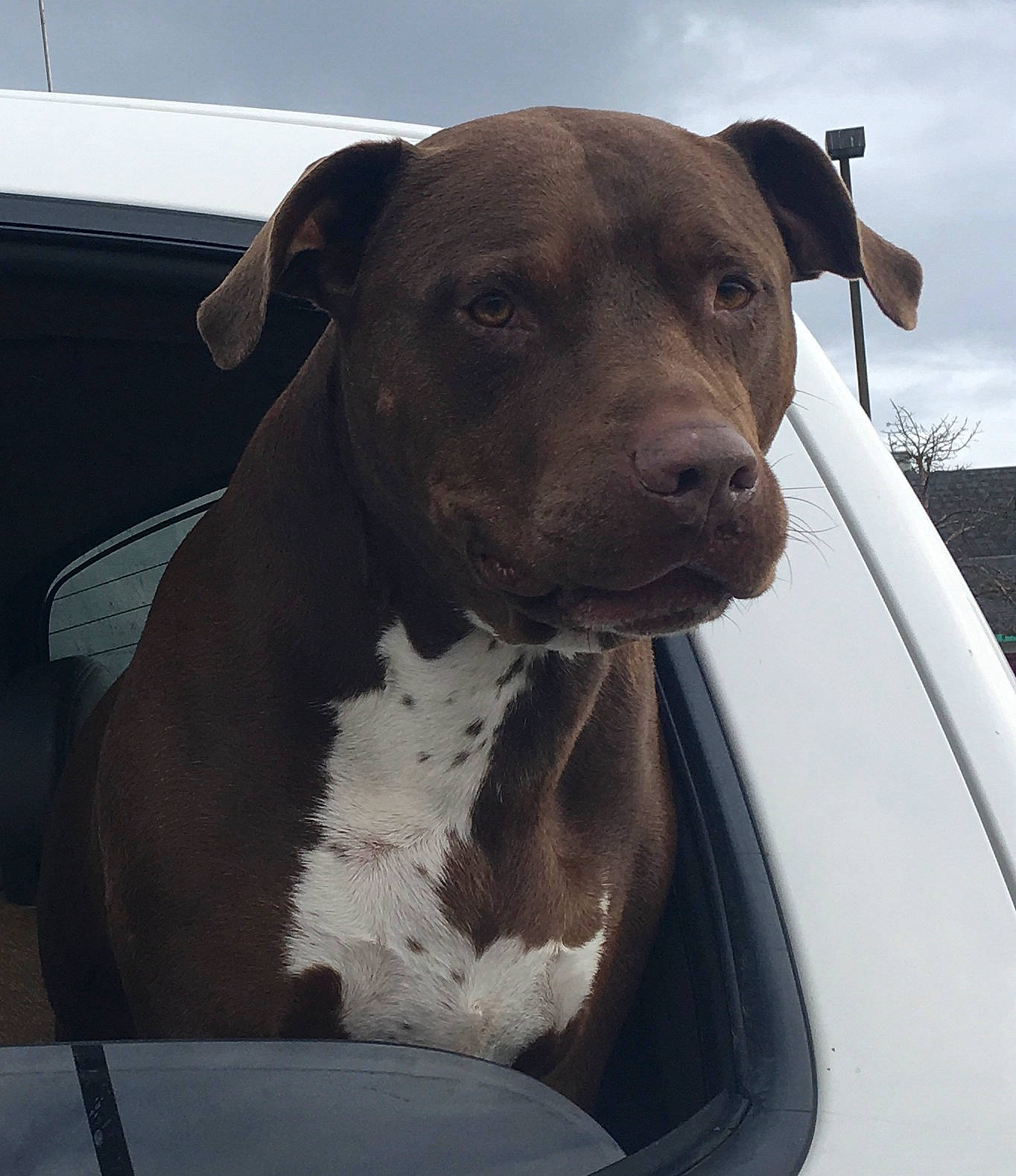 Nicholas joined the competition — help win amazing prizes! automotive_exterior, automotive_mirror, carnivore, cloud, collar, companion_dog, dog, dog_breed, dog_collar, fawn, hood, metal, sky, snout, vehicle, vehicle_door, whiskers, windscreen_wiper, windshield, working_animal