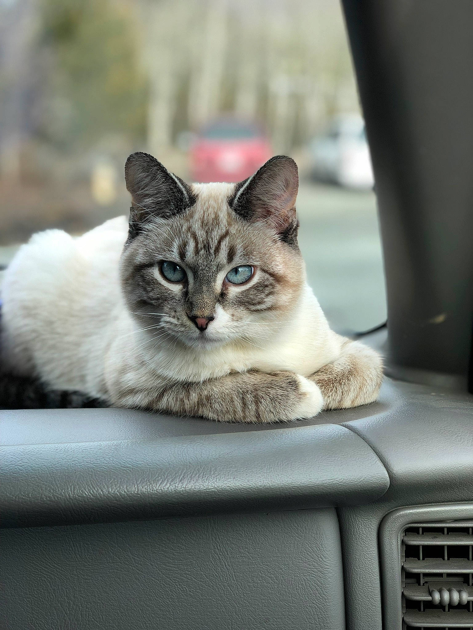 George joined the competition — help win amazing prizes! automotive_exterior, automotive_mirror, carnivore, cat, comfort, domestic_short_haired_cat, door, fawn, felidae, fur, grey, plant, small_to_medium_sized_cats, snout, tree, vehicle, vehicle_door, whiskers, window, windshield