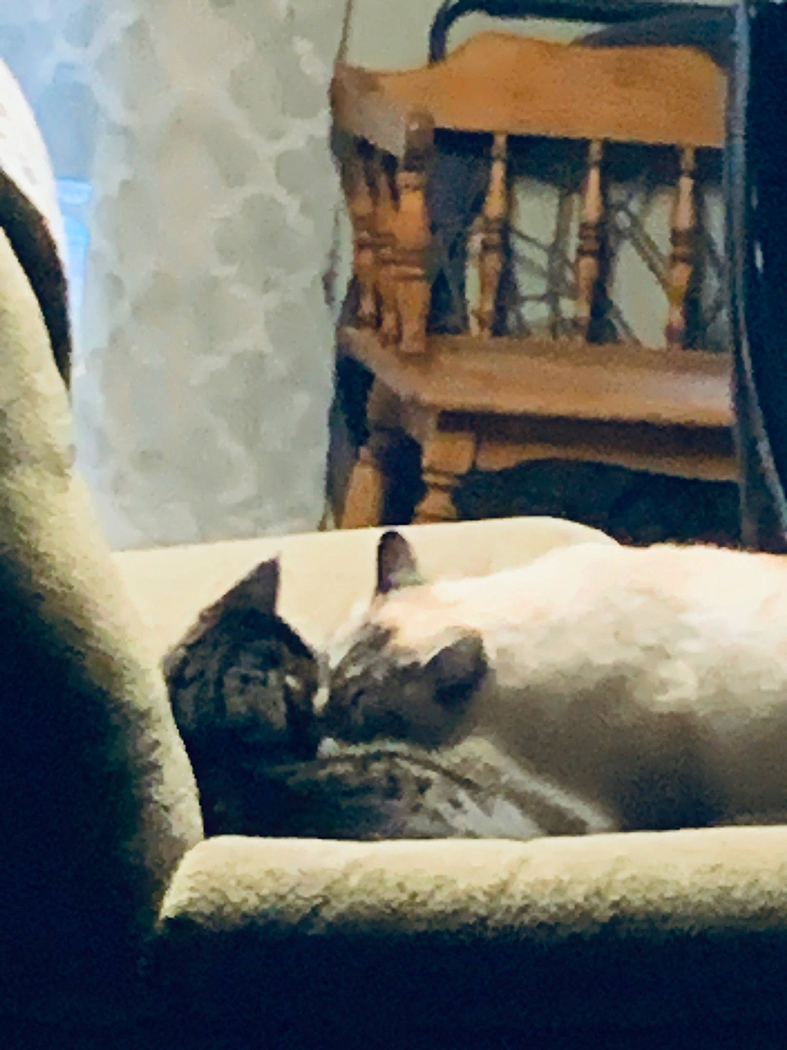 George is registered to the contest to win money with this photo: bedding, bedroom, carnivore, cat, comfort, companion_dog, dog_breed, domestic_short_haired_cat, fawn, felidae, fur, linens, mammal, room, small_to_medium_sized_cats, tail, tints_and_shades, whiskers, window, wood