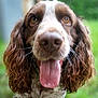 animal, bodypart, canine, cockerspaniel, dog, grass, mouth, person, pet, plant, pointer, puppy, snout, tongue
