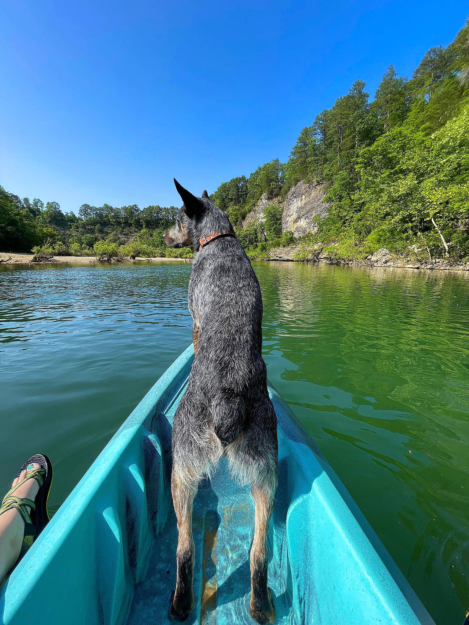 Guss joined the competition — help win amazing prizes! boat, boating, boats_and_boating_equipment_and_supplies, carnivore, dog, dog_breed, lake, leisure, oar, outdoor_recreation, recreation, sky, sporting_group, travel, tree, vehicle, water, water_transportation, watercourse, watercraft