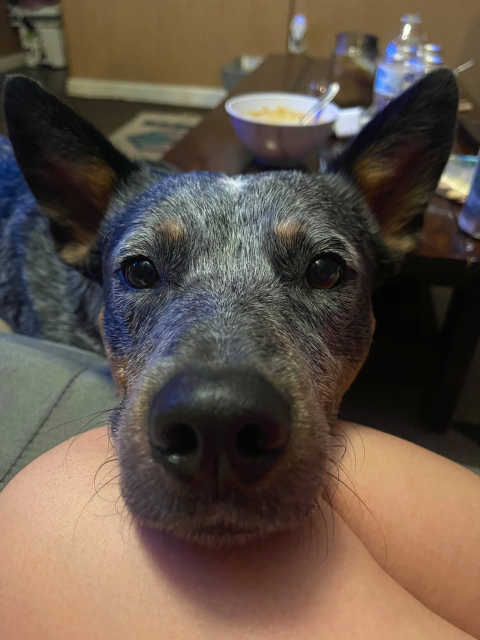 Guss is registered to the contest to win money with this photo: australian_cattle_dog, canidae, carnivore, collar, companion_dog, dog, dog_breed, ear, fawn, fur, guard_dog, non_sporting_group, snout, sporting_group, terrestrial_animal, toy_dog, whiskers, working_animal, working_dog