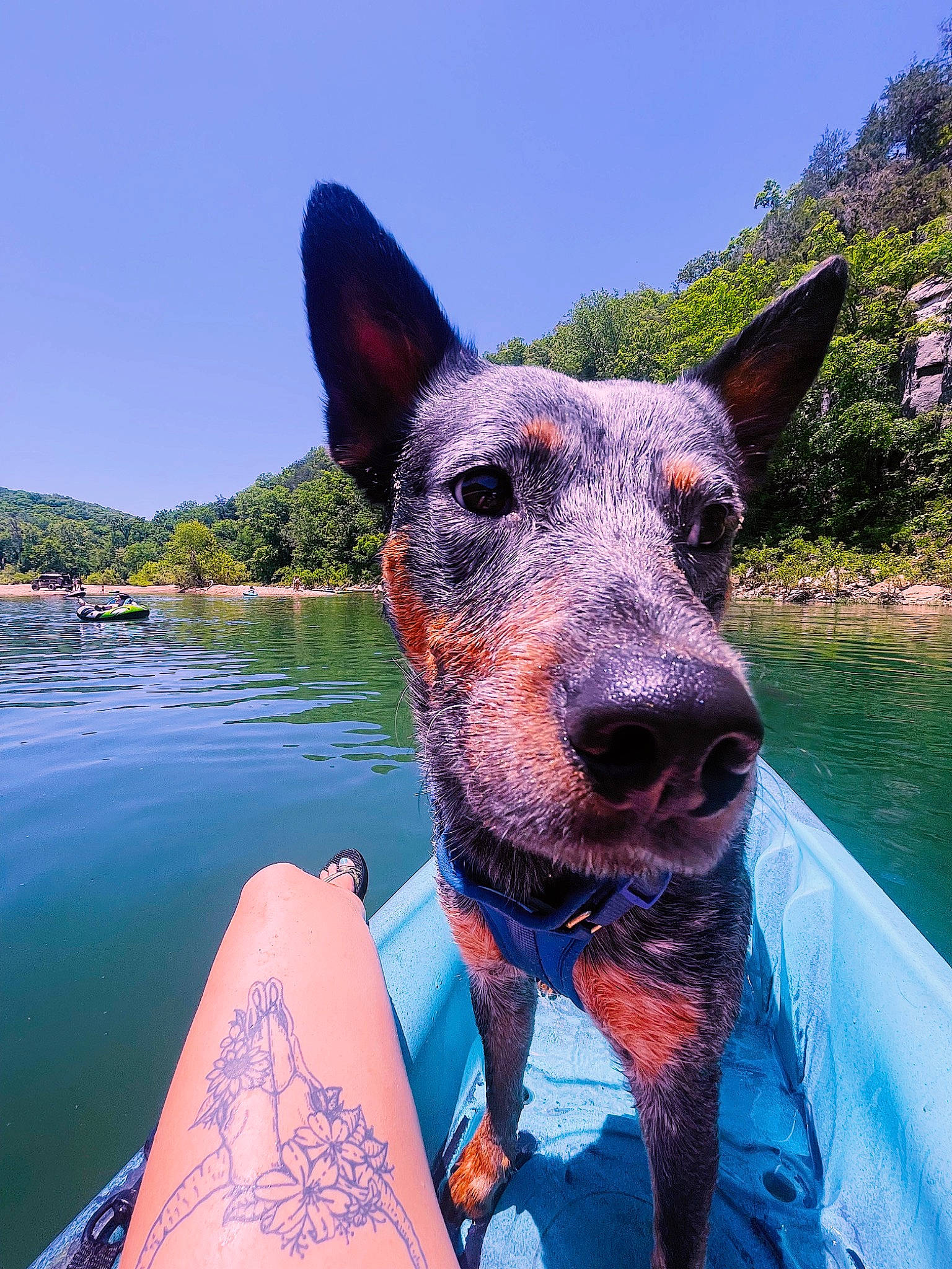 Guss joined the competition — help win amazing prizes! australian_cattle_dog, carnivore, collar, companion_dog, dog, dog_breed, dog_collar, electric_blue, fawn, fun, lake, leisure, plant, recreation, sky, snout, sporting_group, travel, water, working_animal
