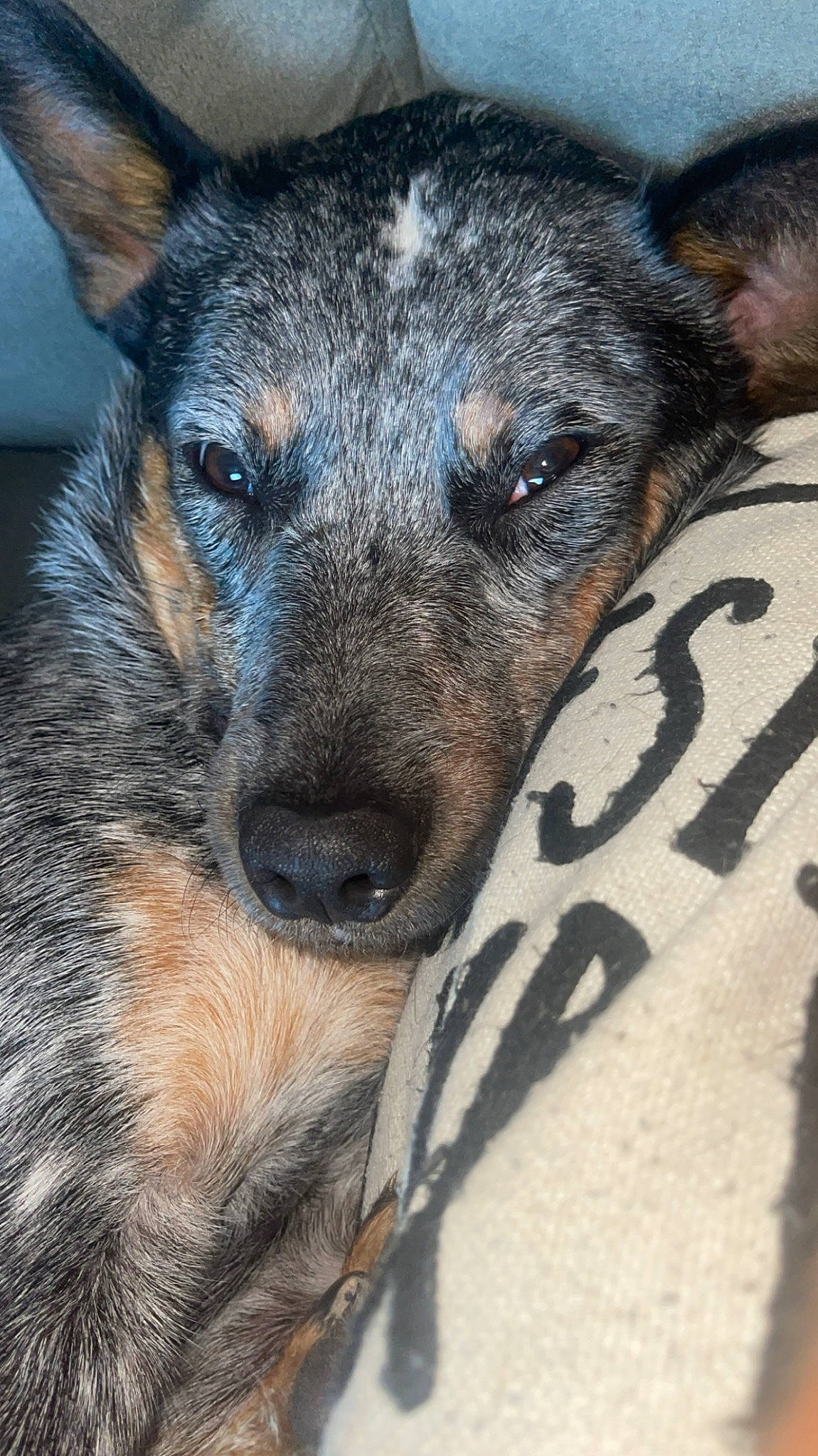 Guss is registered to the contest to win money with this photo: canidae, carnivore, companion_dog, dog, dog_breed, east_european_shepherd, eye, fawn, fur, german_shepherd_dog, guard_dog, herding_dog, snout, sporting_group, street_dog, terrestrial_animal, whiskers, working_animal, working_dog