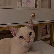 Milo joined the competition — help win amazing prizes! cat, blue_eyes, white_fur, pet, animal, portrait, close_up, indoors, bed, bedroom, lounging, lying_down, whiskers, ears, nose, paws, dresser, furniture, bunny_figurine, handprint_art