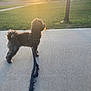 Maggie joined the competition — help win amazing prizes! canine, car, curly_fur, dog, evening, grass, house, leash, nature, outdoor, pet, quiet, residential_area, shadow, sidewalk, street, suburban, sunlight, sunset, walking