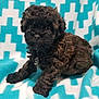 Maggie is registered to the contest to win money with this photo: adorable, animal, blanket, blue, brown_fur, curly_fur, cute, dog, face, fur, furry, indoor, pattern, paws, pet, puppy, sitting, small, white, young