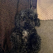 Maggie is registered to the contest to win money with this photo: animal, black_dog, blanket, closeup, comfort, companion, couch, cozy, curly_hair, cute, dog, fur, home, indoor, laying_down, looking_at_camera, pet, relaxed, small_dog, texture