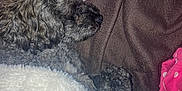 Maggie joined the competition — help win amazing prizes! blanket, brown, cozy, curly_fur, cute, dog, floral, fur, indoor, pet, pillow, pink, polka_dots, relaxing, resting, sleeping, snuggled, soft, warm, white