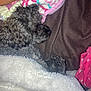 blanket, brown, cozy, curly_fur, cute, dog, floral, fur, indoor, pet, pillow, pink, polka_dots, relaxing, resting, sleeping, snuggled, soft, warm, white