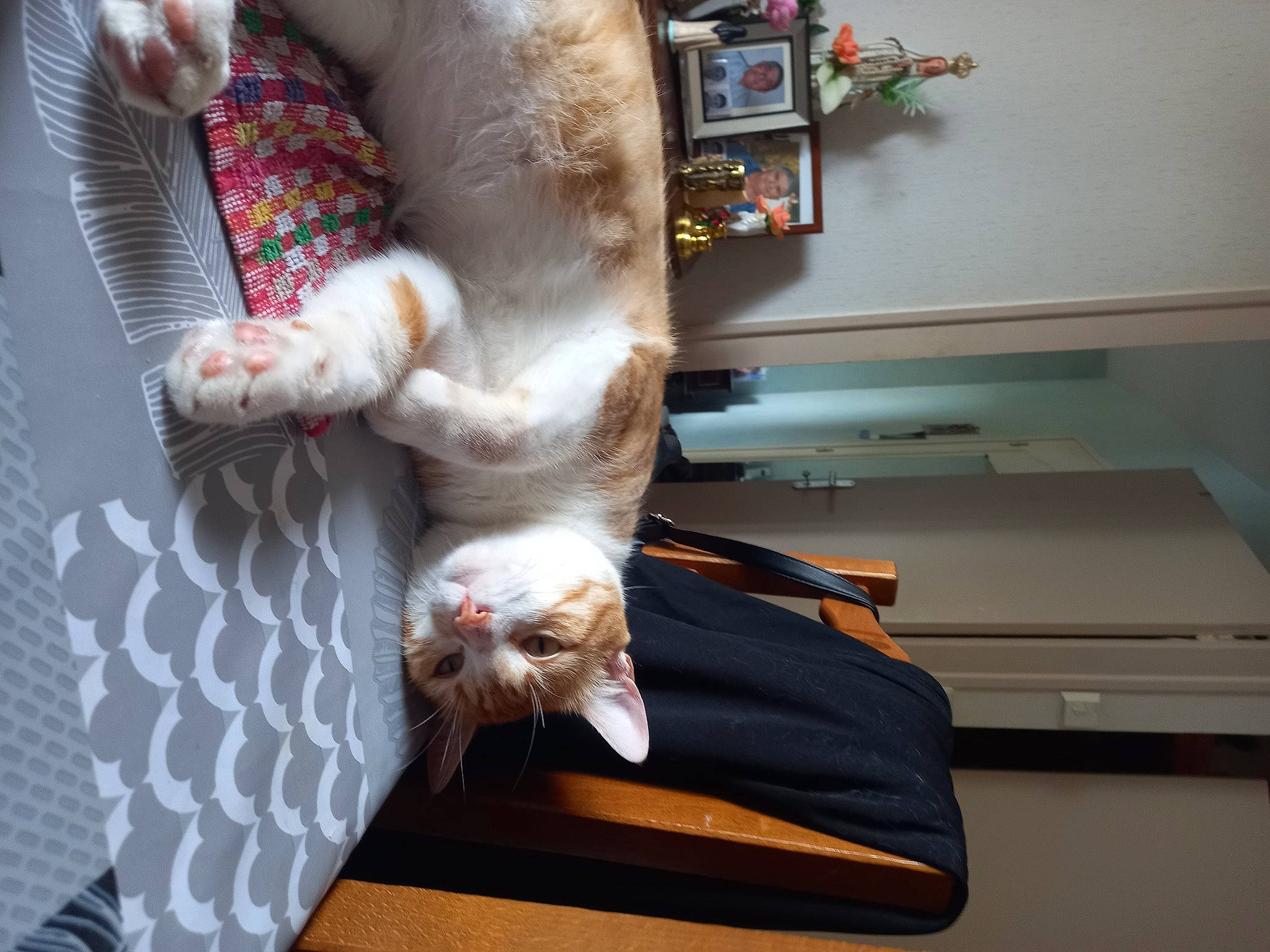 Niko participe au concours pour gagner de l'argent avec cette photo : cabinetry, carnivore, cat, comfort, companion_dog, domestic_short_haired_cat, felidae, flowerpot, fur, houseplant, lap, picture_frame, plant, room, shelf, small_to_medium_sized_cats, sporting_group, tail, whiskers, wood