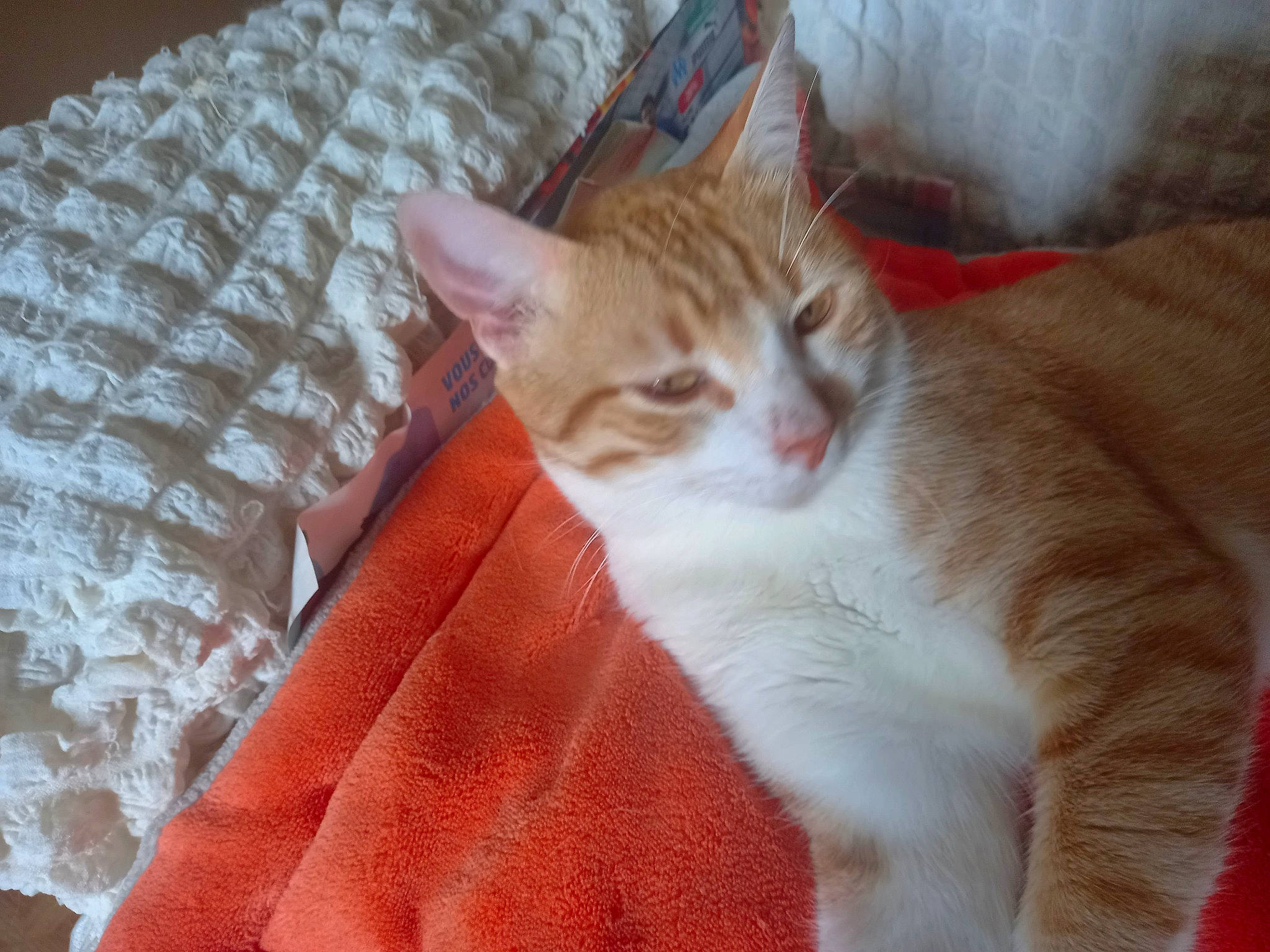 Niko participe au concours pour gagner de l'argent avec cette photo : carnivore, cat, cat_supply, claw, comfort, domestic_short_haired_cat, fawn, felidae, fur, linens, paw, sitting, small_to_medium_sized_cats, snout, tail, whiskers, wood