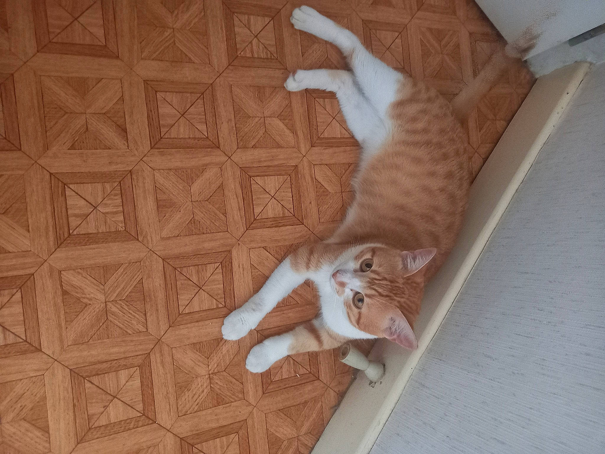 Niko a rejoint le concours — aidez-le/la à gagner de superbes lots ! beige, brown, carnivore, cat, comfort, domestic_short_haired_cat, fawn, felidae, floor, flooring, hardwood, human_leg, laminate_flooring, plywood, small_to_medium_sized_cats, tail, whiskers, wood, wood_flooring, wood_stain