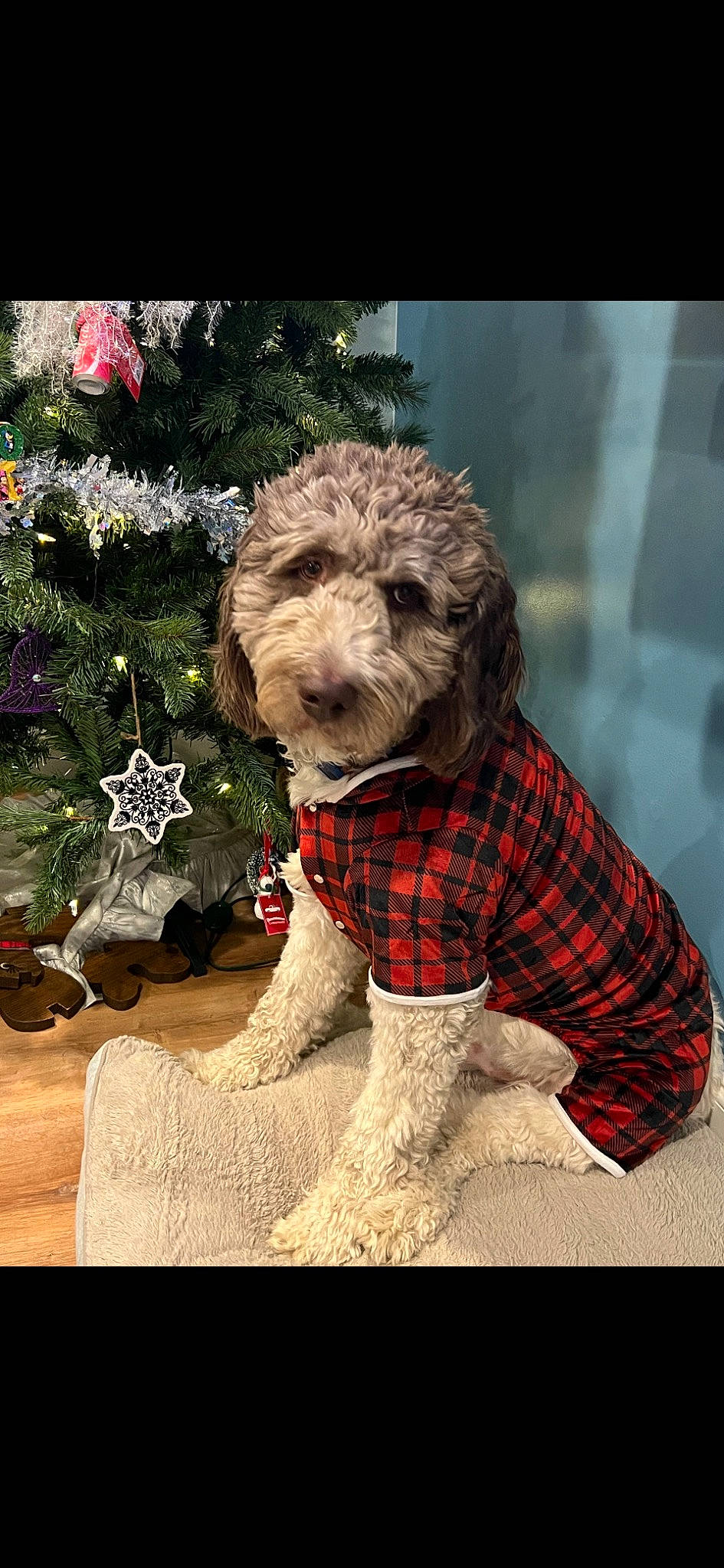 Murphy is registered to the contest to win money with this photo: art, canidae, carnivore, christmas, christmas_ornament, christmas_tree, companion_dog, dog, dog_breed, dog_clothes, dog_supply, event, fur, holiday, holiday_ornament, pattern, plaid, snout, tartan, terrier