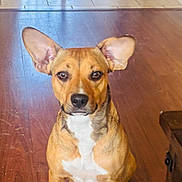 Coco Chanel joined the competition — help win amazing prizes! alert, animal, brown, canine, companion, cute, dog, domestic, ears, ears_up, floor, indoor, looking_at_camera, medium_size, pet, short_hair, sitting, tile_flooring, white_chest, wood_flooring