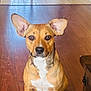 alert, animal, brown, canine, companion, cute, dog, domestic, ears, ears_up, floor, indoor, looking_at_camera, medium_size, pet, short_hair, sitting, tile_flooring, white_chest, wood_flooring