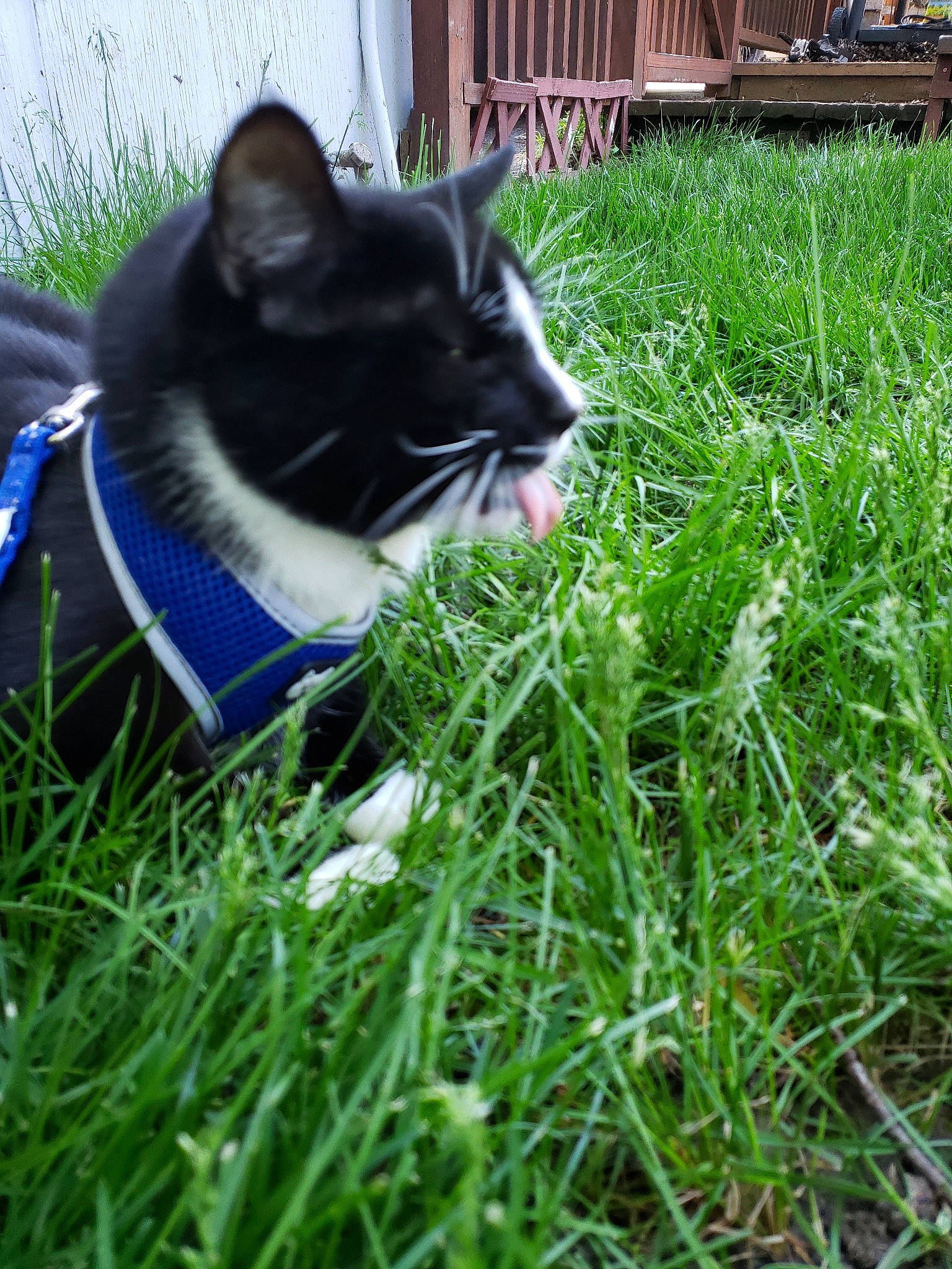 Scar is registered to the contest to win money with this photo: canidae, carnivore, cat, dog, dog_breed, domestic_short_haired_cat, felidae, grass, grass_family, green, lawn, plant, siberian_husky, small_to_medium_sized_cats, snout, tail, whiskers