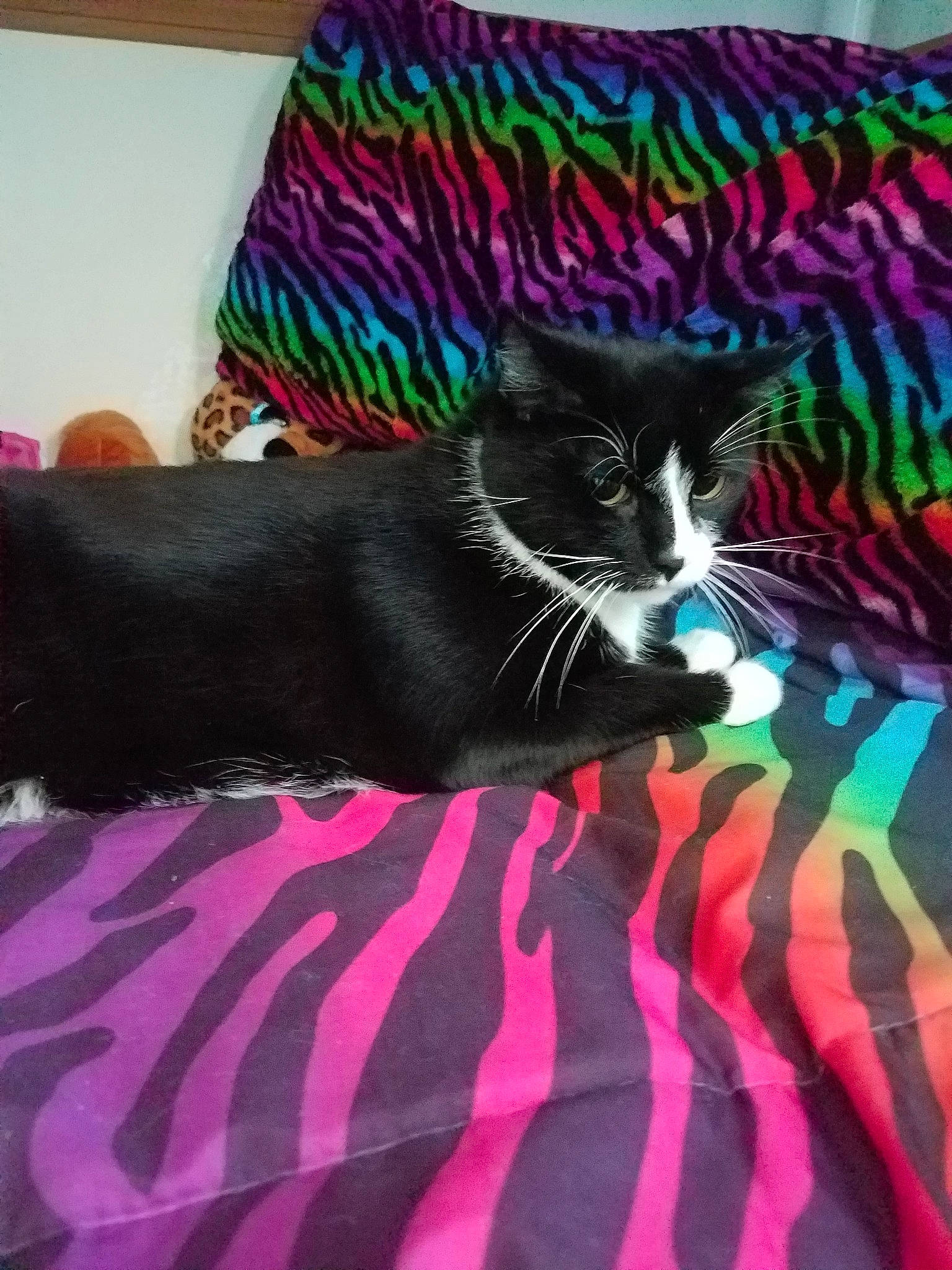 Scar joined the competition — help win amazing prizes! art, black_cat, carnivore, cat, domestic_short_haired_cat, felidae, fur, kitten, magenta, pink, small_to_medium_sized_cats, tail, whiskers