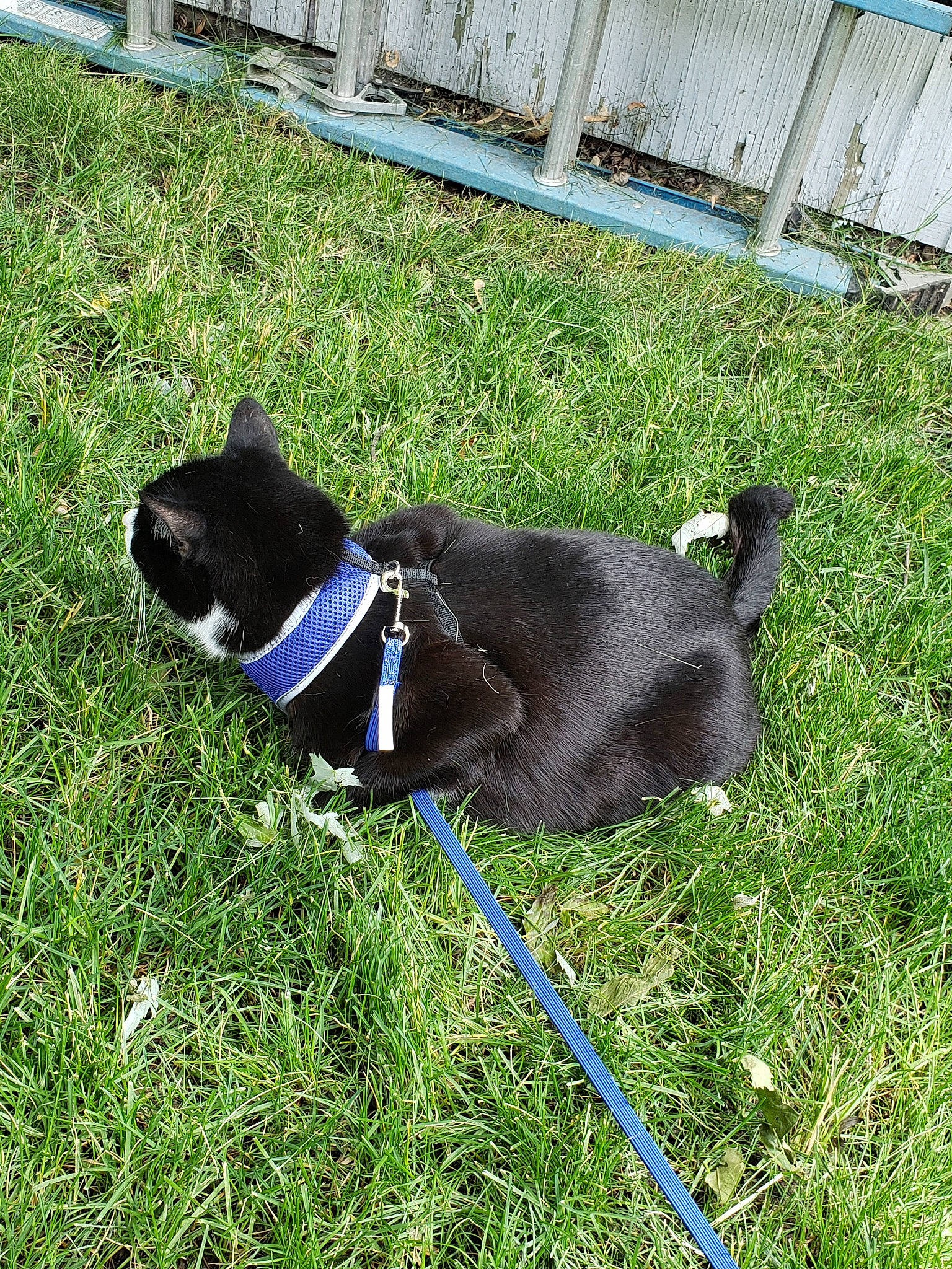 Scar joined the competition — help win amazing prizes! canidae, carnivore, companion_dog, dog, dog_breed, grass, lawn, leash, plant, puppy, sporting_group, tail