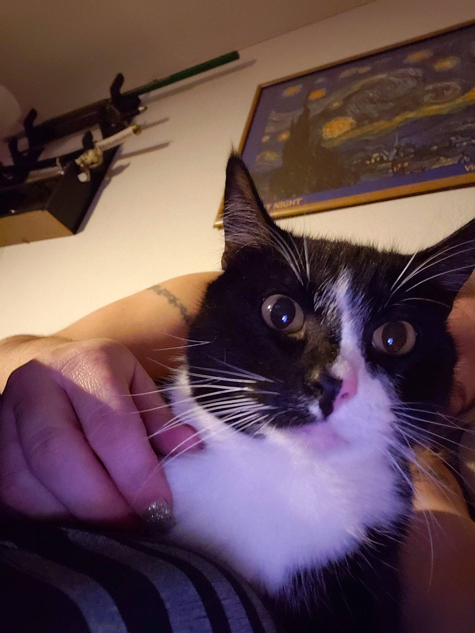 Scar joined the competition — help win amazing prizes! carnivore, cat, domestic_short_haired_cat, european_shorthair, eye, felidae, kitten, norwegian_forest_cat, ojos_azules, small_to_medium_sized_cats, whiskers