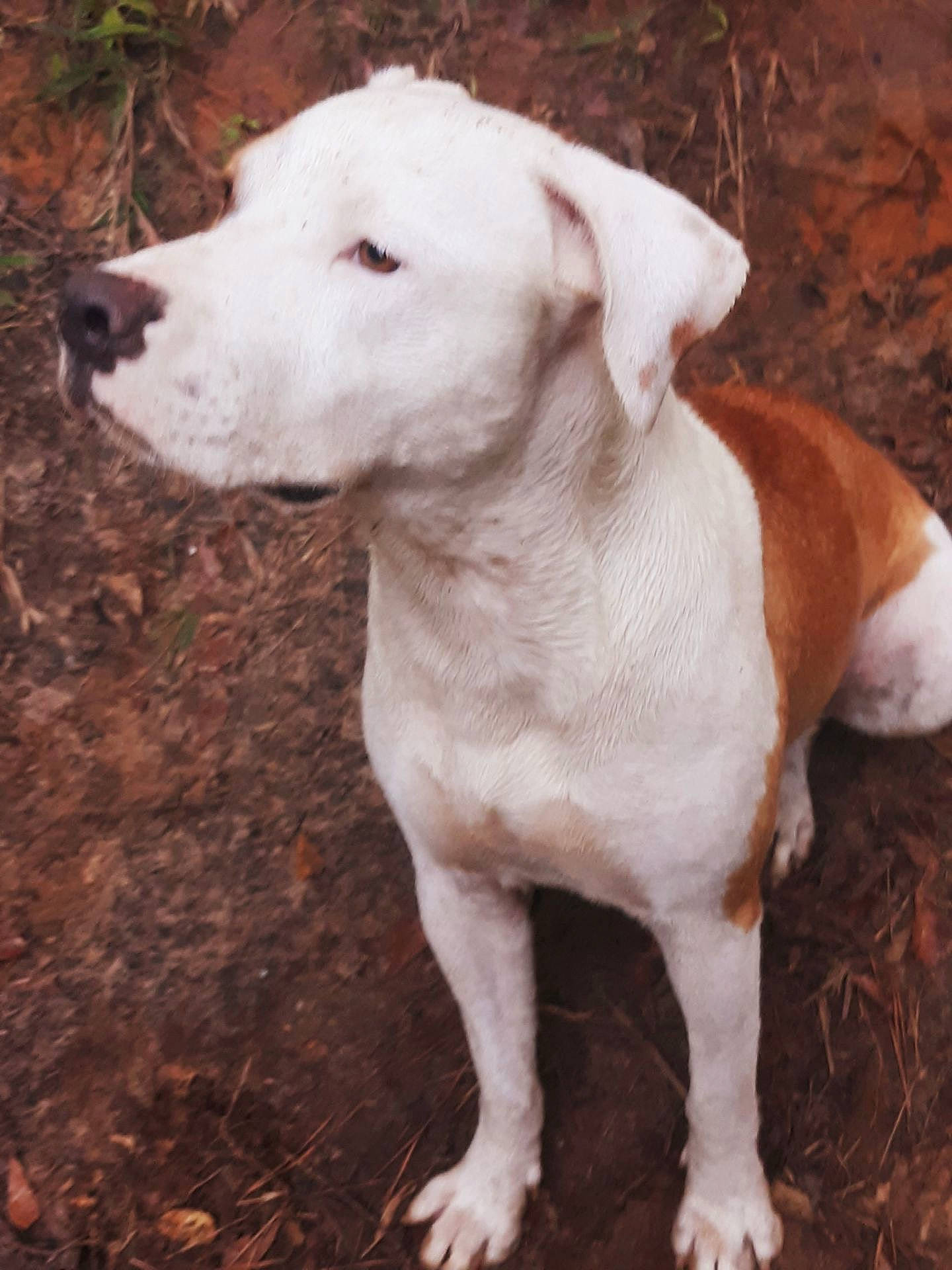 Ginger is registered to the contest to win money with this photo: canidae, carnivore, companion_dog, dog, dog_breed, fawn, grass, gun_dog, hunting_dog, liver, non_sporting_group, paw, puppy, snout, soil, sporting_group, tail, terrestrial_animal, whiskers, working_animal