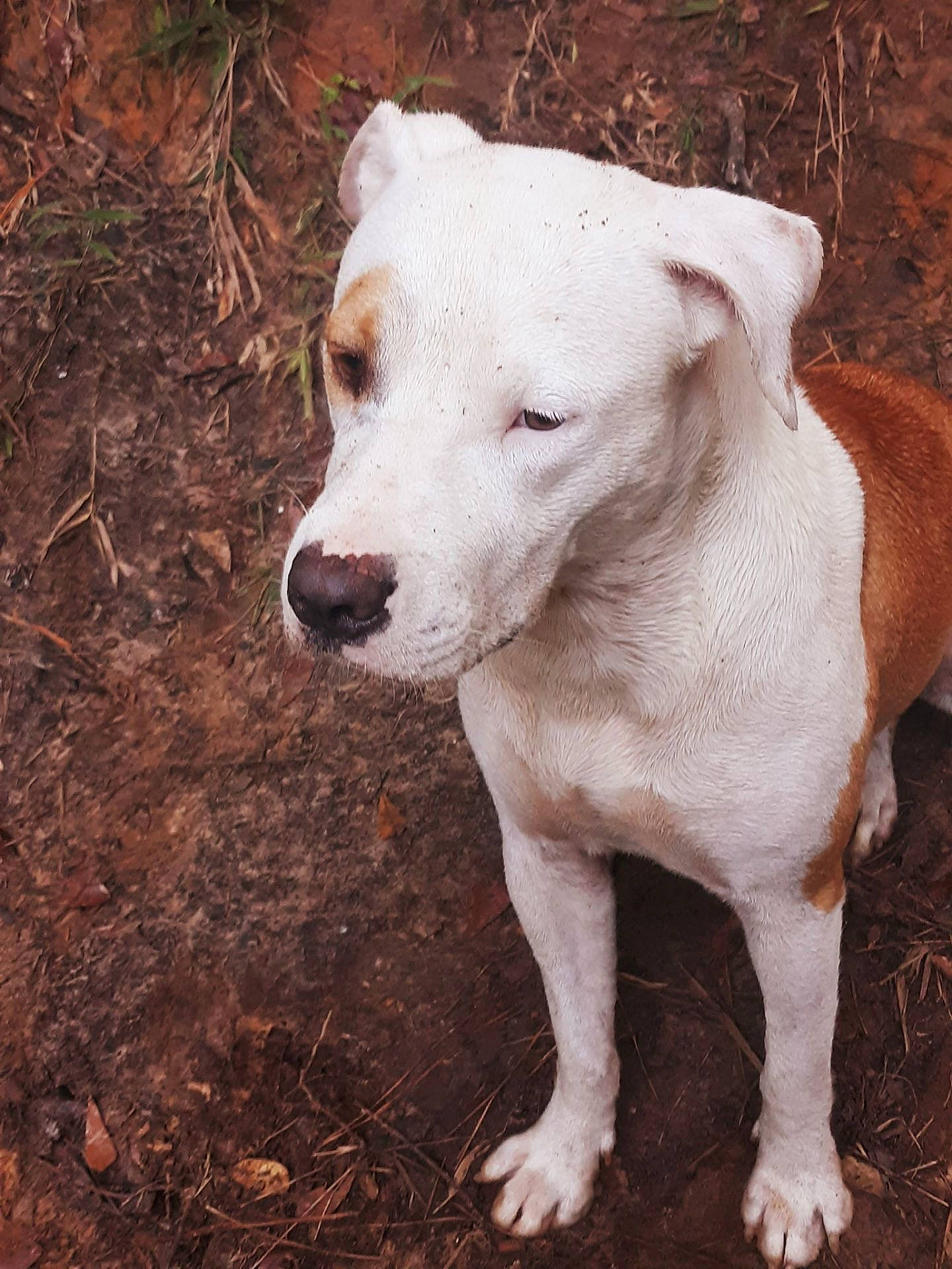 Ginger is registered to the contest to win money with this photo: canidae, carnivore, companion_dog, dog, dog_breed, eye, fawn, grass, head, hunting_dog, non_sporting_group, snout, soil, sporting_group, tail, terrestrial_animal, whiskers, working_animal