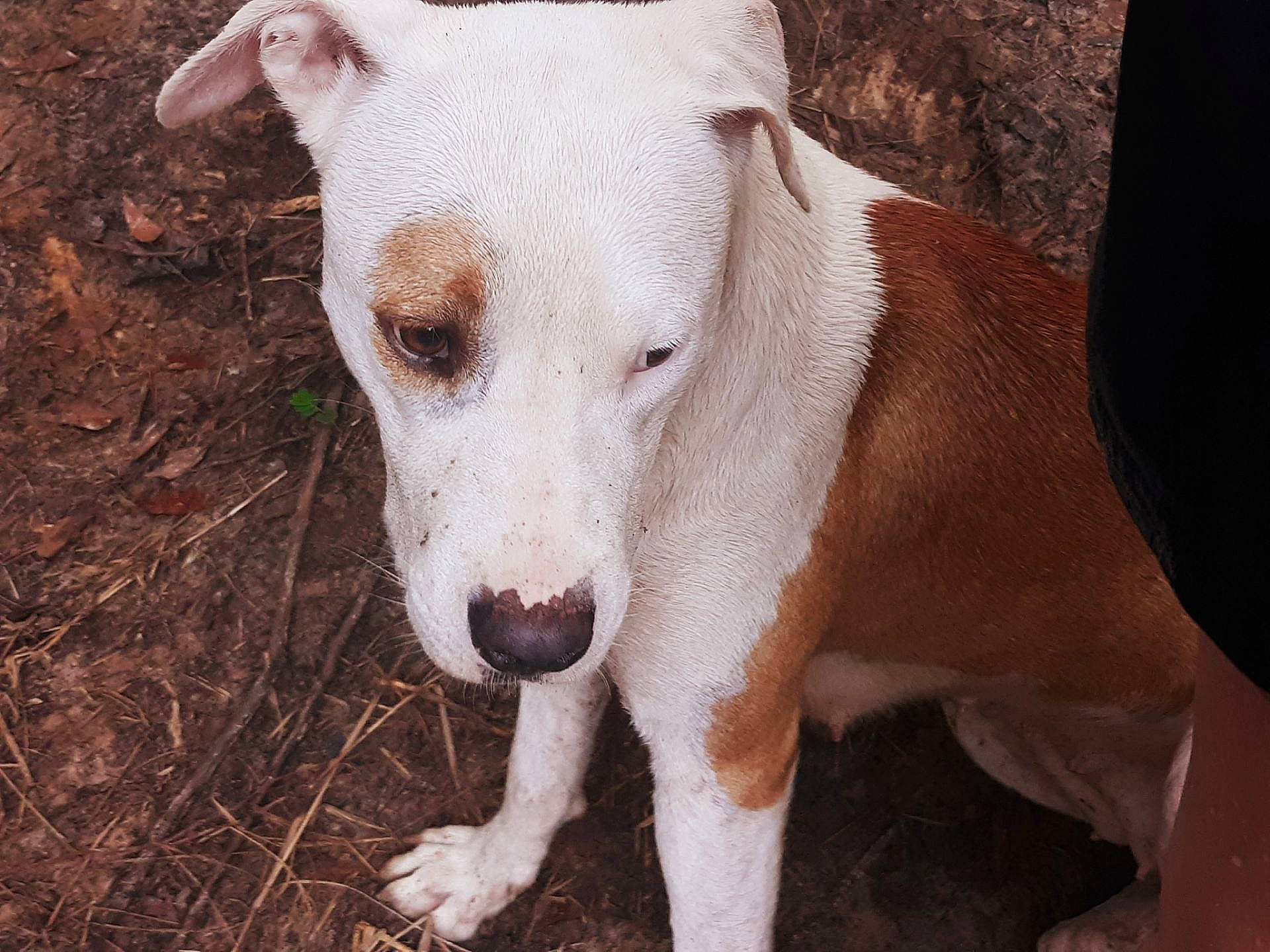 Ginger is registered to the contest to win money with this photo: ancient_dog_breeds, canidae, carnivore, collar, companion_dog, cordoba_fighting_dog, dog, dog_breed, dogo_guatemalteco, fawn, non_sporting_group, snout, sporting_group, terrestrial_animal, whiskers, working_animal