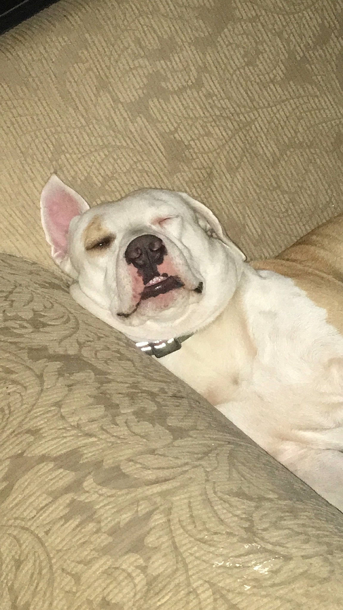 Ginger joined the competition — help win amazing prizes! bulldog, canidae, carnivore, comfort, companion_dog, dog, dog_breed, fang, fawn, molosser, non_sporting_group, old_english_bulldog, snout, sporting_group, terrestrial_animal, toy_dog, whiskers, white_english_bulldog, working_animal, wrinkle