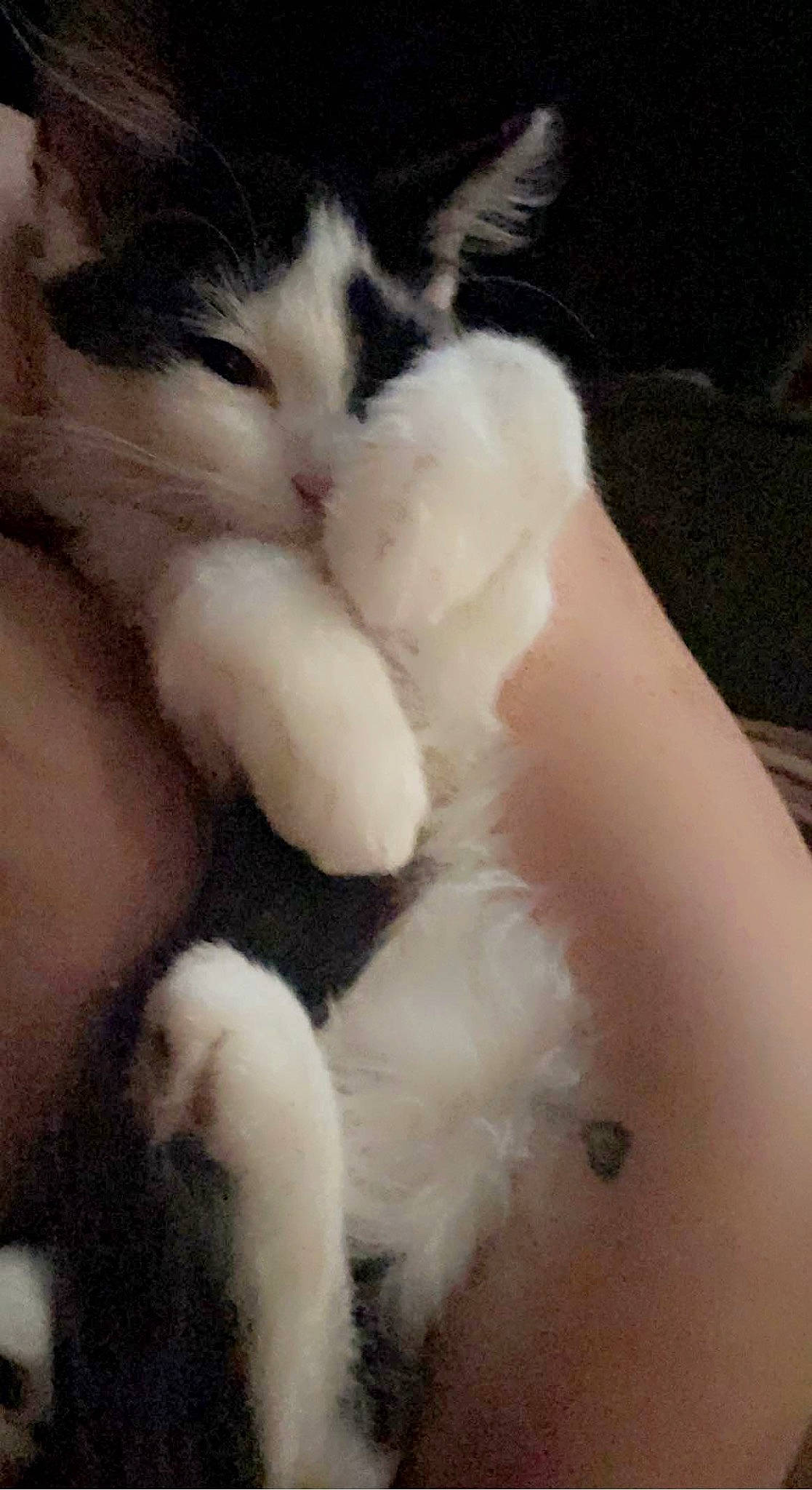 Bmo is registered to the contest to win money with this photo: carnivore, cat, claw, comfort, dog_breed, domestic_short_haired_cat, ear, felidae, foot, fur, gesture, nap, paw, sleep, small_to_medium_sized_cats, snout, tail, terrestrial_animal, whiskers