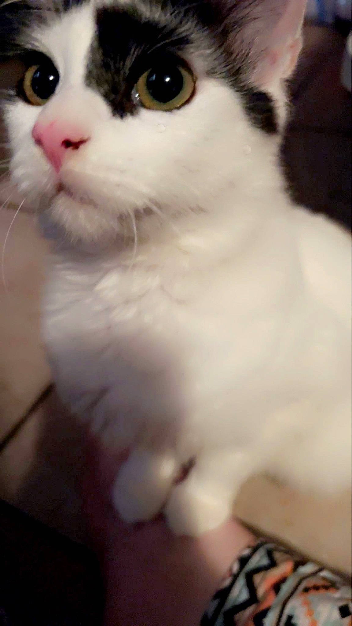 Bmo is registered to the contest to win money with this photo: carnivore, cat, curious, domestic_short_haired_cat, felidae, fur, iris, small_to_medium_sized_cats, snout, terrestrial_animal, whiskers