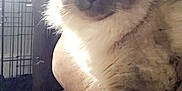 Tuukka joined the competition — help win amazing prizes! cat, fluffy, couch, indoor, pet, relaxed, feline, window, sunlight, home, resting, armrest, domestic, animal, living_room, soft_light, cozy, fur, whiskers, cute