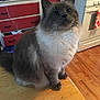 Tuukka is registered to the contest to win money with this photo: cat, fluffy, gray, white, table, kitchen, stove, wooden_floor, red_drawers, curious, domestic, indoor, pet, feline, fur, sitting, looking_up, cozy, household, furniture