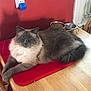 Tuukka is registered to the contest to win money with this photo: cat, fluffy, gray, white, table, red_mat, food_bowl, wooden_table, indoor, pet, relaxed, feline, fur, domestic_animal, resting, chair, wall, cord, power_outlet, cozy