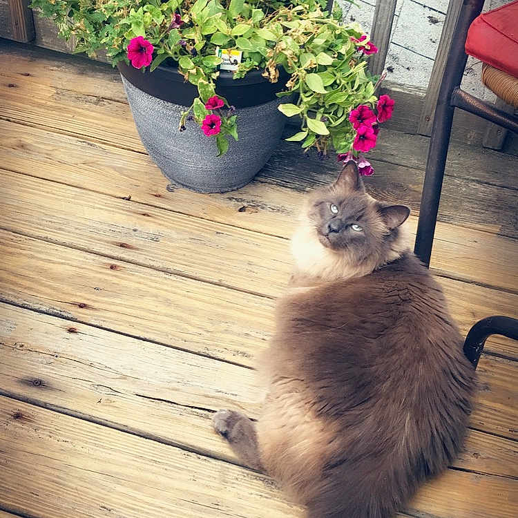 Tuukka joined the competition — help win amazing prizes! blue_eyes, calm, cat, chair, curious, daylight, feline, flower_pot, flowers, fluffy, greenery, nature, outdoor, pet, plant, potted_plant, red_cushion, relaxing, wood, wooden_deck