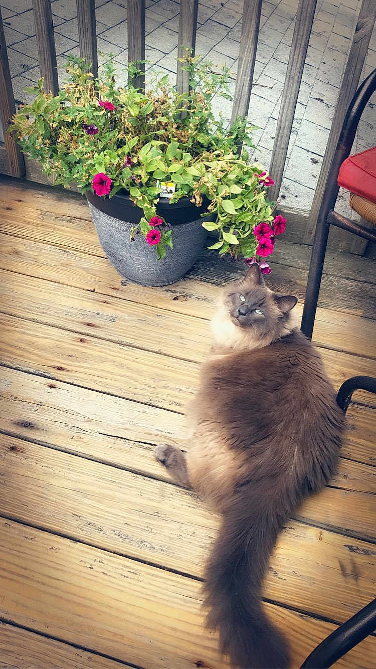 Tuukka joined the competition — help win amazing prizes! cat, flower_pot, flowers, wooden_deck, outdoor, plant, greenery, pet, feline, fluffy, blue_eyes, relaxing, nature, wood, chair, red_cushion, potted_plant, calm, curious, daylight