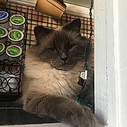 Tuukka joined the competition — help win amazing prizes! cat, fluffy, indoor, kitchen, coffee_pods, mugs, counter, feline, relaxed, fur, paw, wall, string_lights, cozy, domestic_animal, pet, closeup, resting, quiet, curious