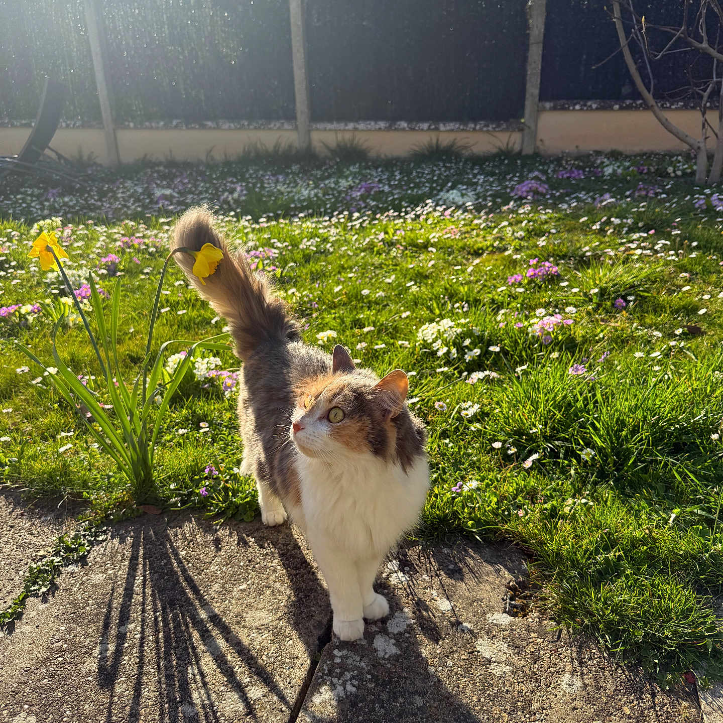Vanille participe au concours pour gagner de l'argent avec cette photo : animal, calm, cat, daffodil, daylight, feline, flowers, fur, garden, grass, greenery, hedge, leafless_tree, nature, outdoor, path, pet, shadow, spring, sunlight