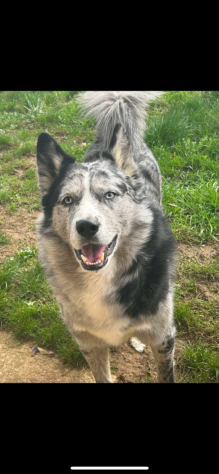 Opium a rejoint le concours — aidez-le/la à gagner de superbes lots ! dog, animal, pet, outdoor, grass, happy, smiling, canine, fur, blue_eyes, nature, mammal, friendly, domestic_animal, playful, portrait, closeup, tail, ears, ground