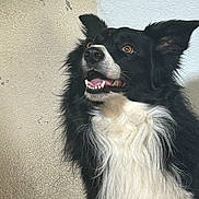 Luffy participe au concours pour gagner de l'argent avec cette photo : dog, black, white, fluffy, happy, pet, canine, fur, ears, teeth, portrait, indoor, animal, face, looking_up, closeup, muzzle, friendly, companion, cute