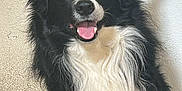 Luffy participe au concours pour gagner de l'argent avec cette photo : dog, border_collie, black_and_white, pet, canine, fluffy, tongue_out, ears_up, happy, animal, indoor, portrait, fur, mammal, companion, cute, looking_at_camera, friendly, domestic_animal, sitting